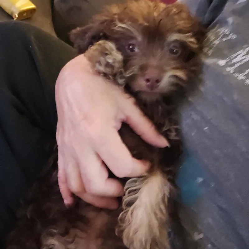 Coco thumbnail 6
