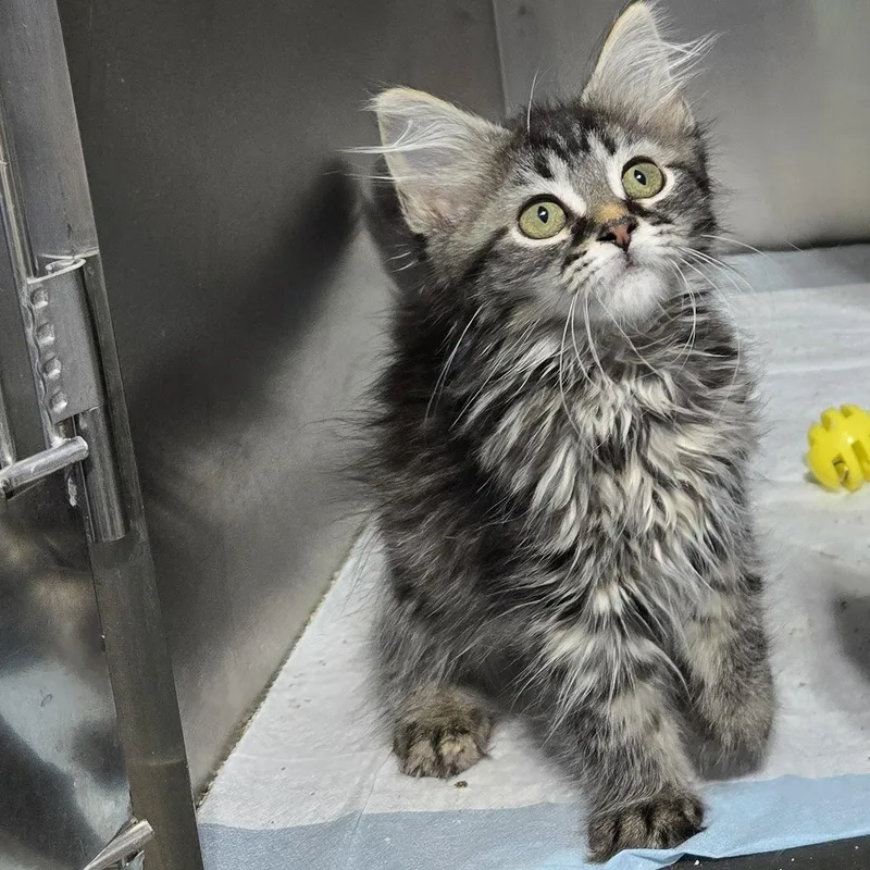A baby medium-sized female Tabby (Gray / Blue / Silver) Domestic Long Hair cat named Rukia for adoption in Quincy, OH
