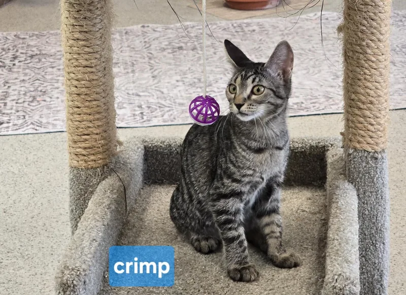 A young medium-sized female Domestic Short Hair cat named Crimp for adoption in Maggie Valley, NC