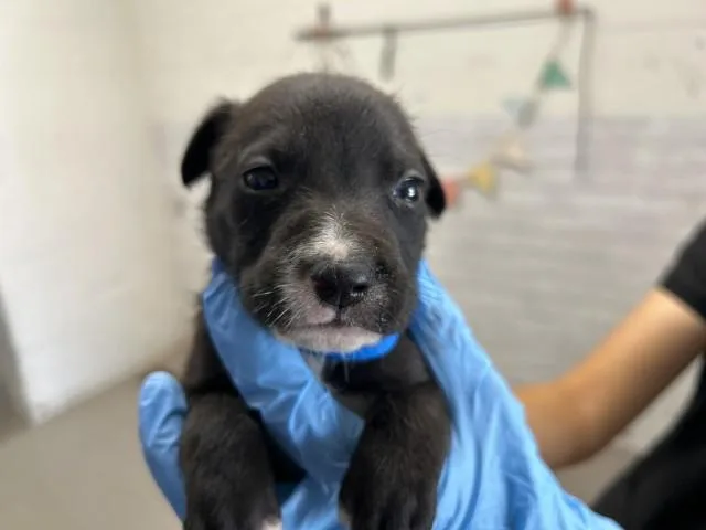 A baby small-sized male Pit Bull Terrier dog named Baki for adoption in San Bernardino, CA