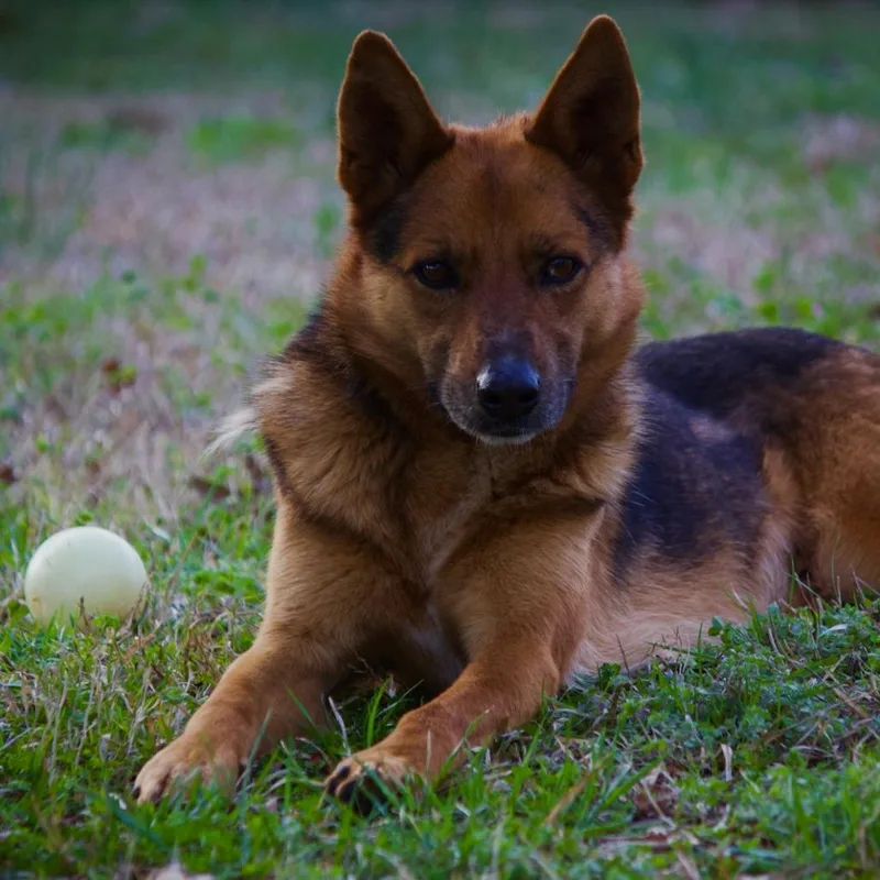 Odin