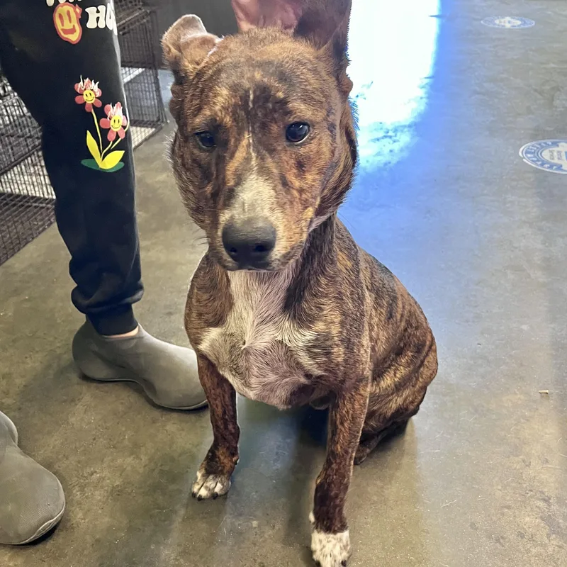 A young medium-sized male Pit Bull Terrier dog named Draco for adoption in Los Angeles, CA
