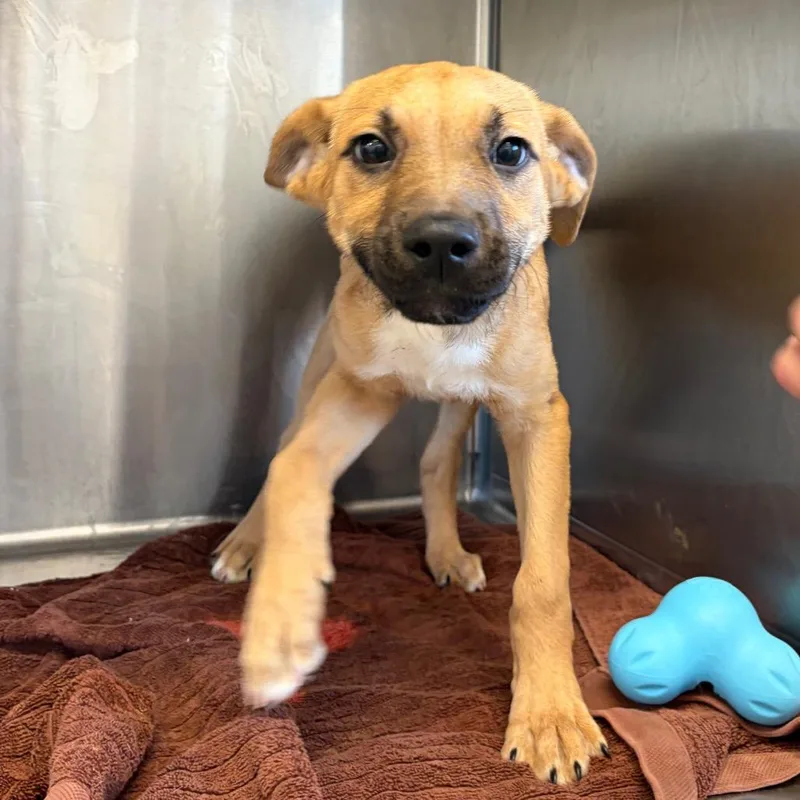A baby medium-sized female Mixed Breed dog named Grotta for adoption in Cumming, GA