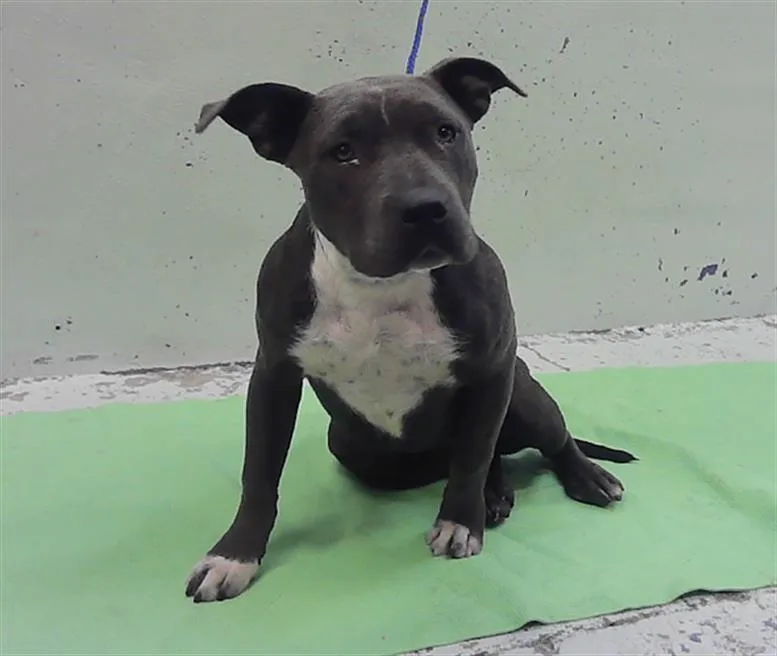 A young medium-sized female Staffordshire Bull Terrier dog named Maggie for adoption in Houston, TX