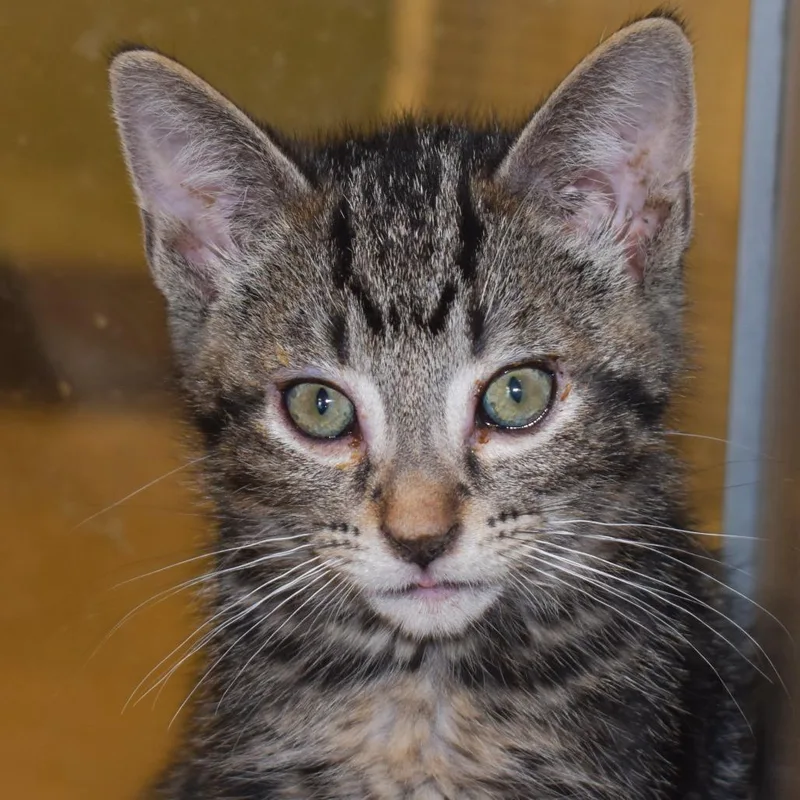 A baby small-sized male Brown / Chocolate Domestic Short Hair cat named Fry for adoption in Rifle, CO