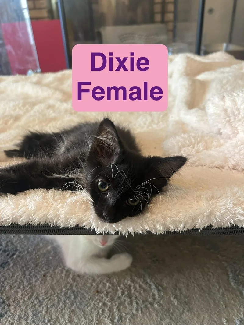 Dixie
