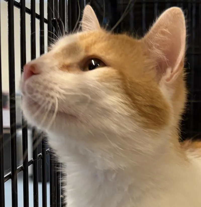 An adult large-sized male Orange & White Domestic Short Hair cat named Ziggy for adoption in Southbury, CT