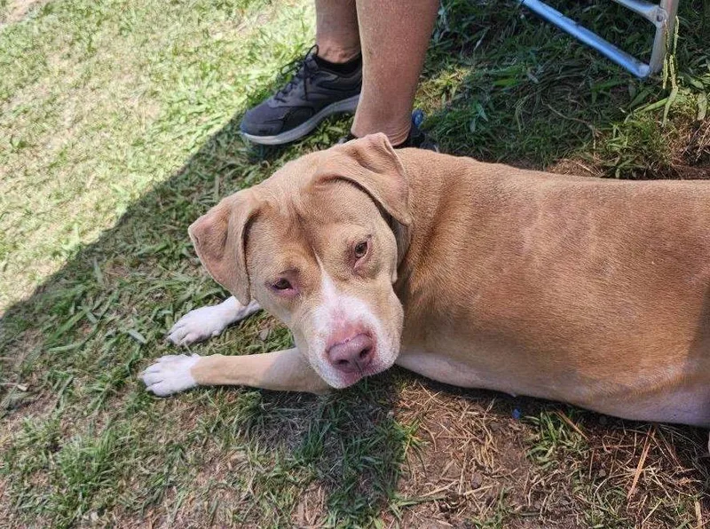 An adult medium-sized female White / Cream Mixed Breed dog named Ella for adoption in Myrtle Beach, SC