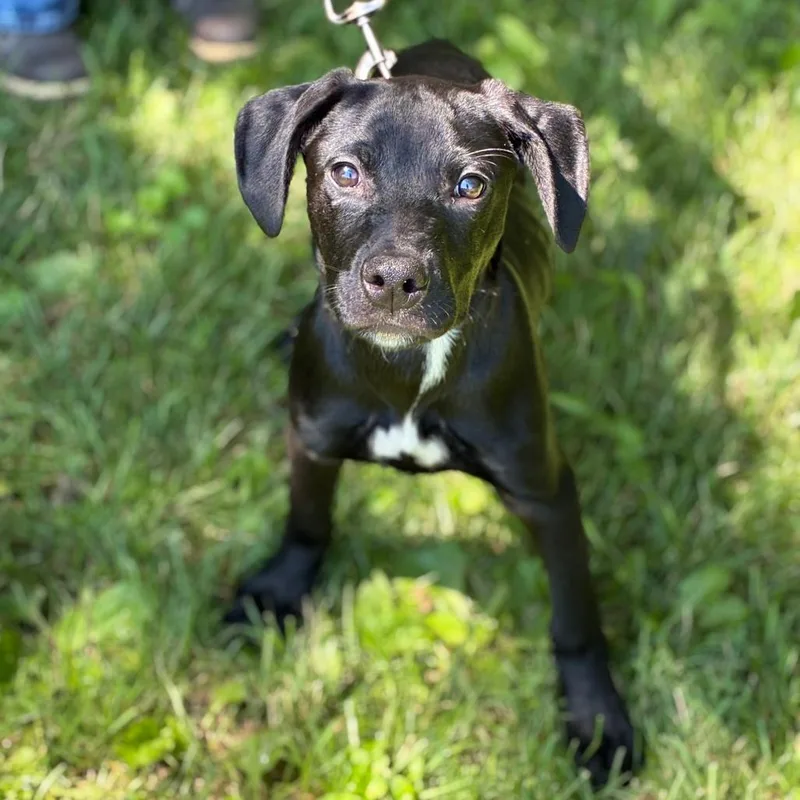 A baby medium-sized male Black Mixed Breed dog named Austin for adoption in South Elgin, IL