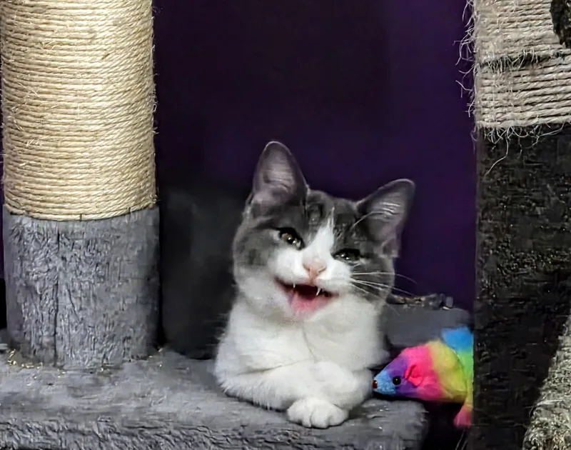 A baby small-sized female Gray & White Domestic Short Hair cat named Tricia for adoption in Greensburg, PA