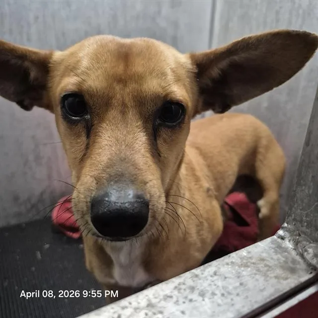 A young small-sized male Chihuahua dog named Nolan for adoption in San Antonio, TX