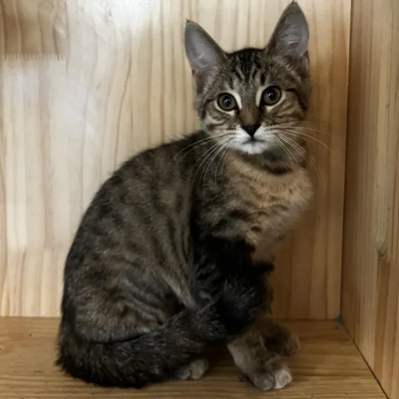 A baby small-sized female Brown / Chocolate Domestic Short Hair cat named Ducky for adoption in Yucca Valley, CA