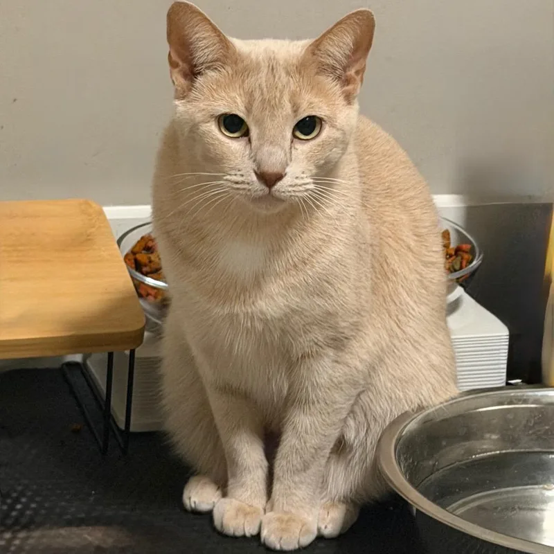 A young medium-sized female Cream / Ivory Domestic Short Hair cat named Freida for adoption in Huntsville, AL