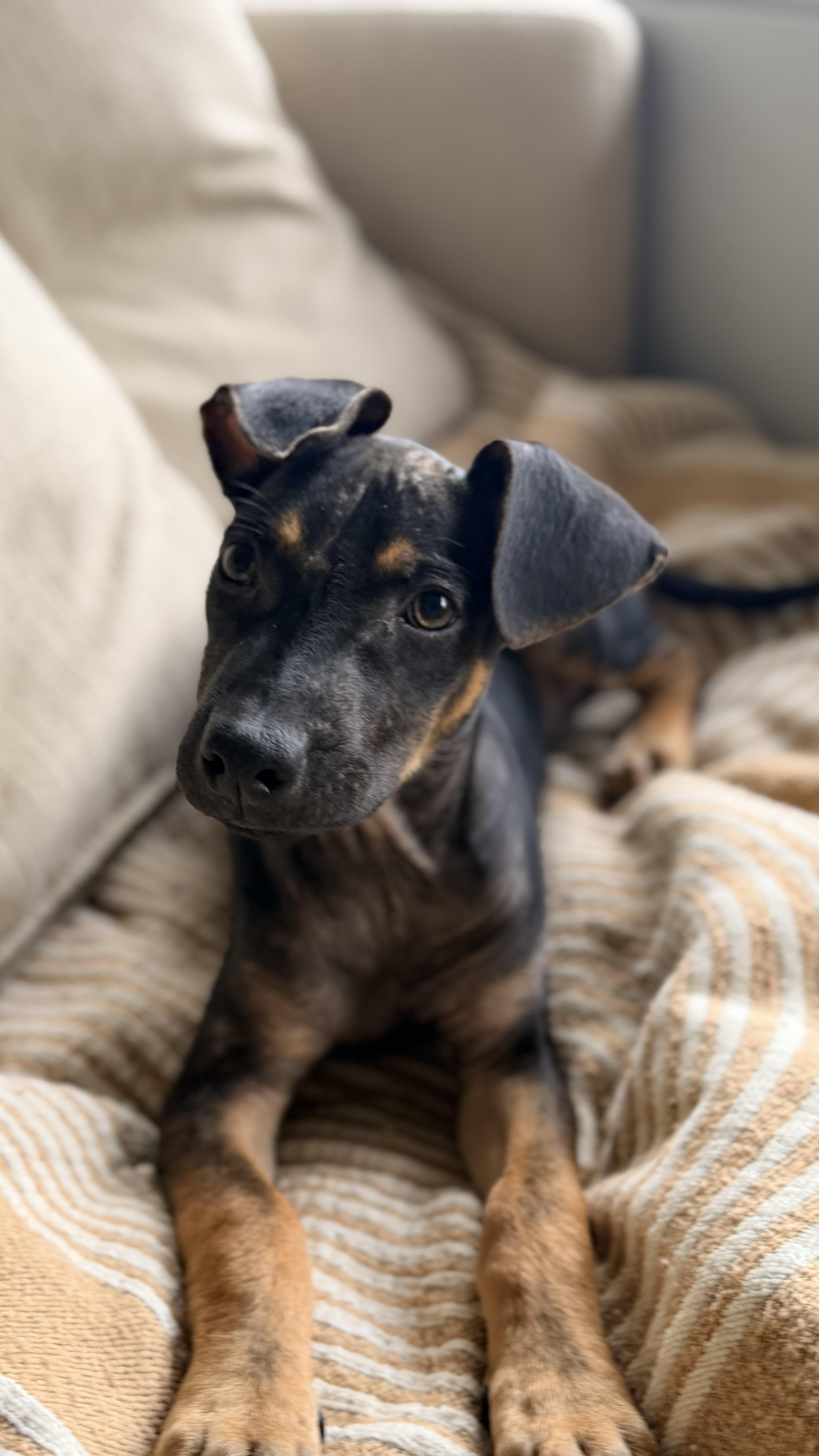 A baby medium-sized male Bicolor Miniature Pinscher dog named Sundae for adoption in Lake Forest, IL