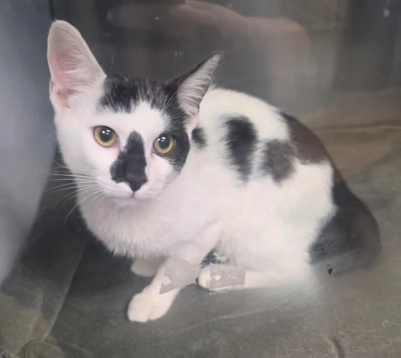 A young medium-sized male Domestic Short Hair cat named Catthew Meowlectric for adoption in Rome, GA
