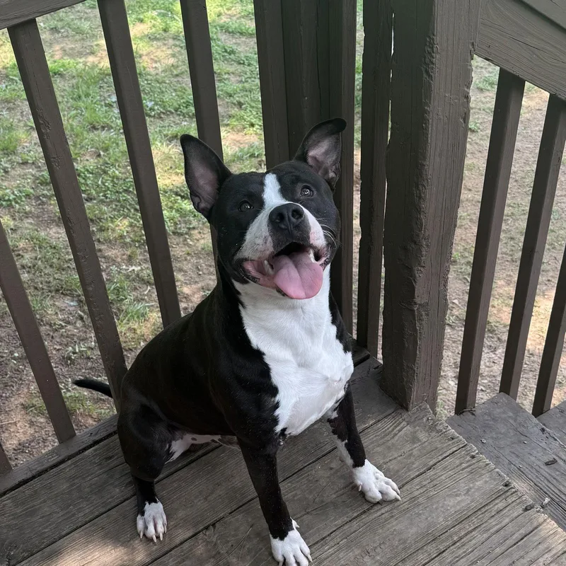 An adult medium-sized male Pit Bull Terrier dog named Louie  Lower Fee!!! for adoption in Locust Fork, AL