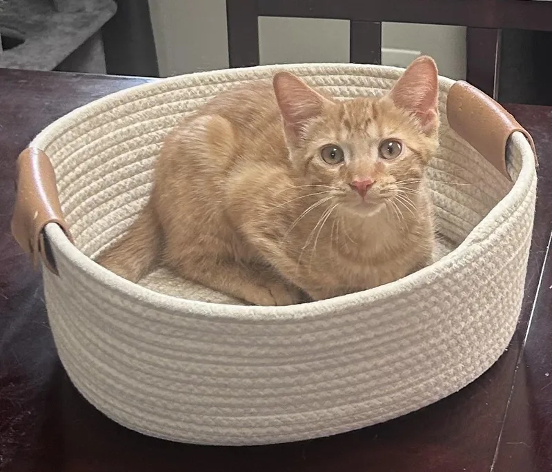 A baby medium-sized male Tabby (Orange / Red) Domestic Short Hair cat named Jeremiah for adoption in Mokena, IL