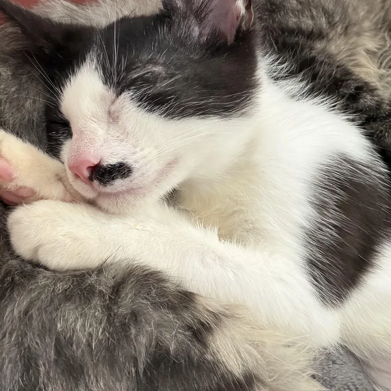 A baby medium-sized female Black & White / Tuxedo Domestic Short Hair cat named Mel for adoption in Seneca, SC