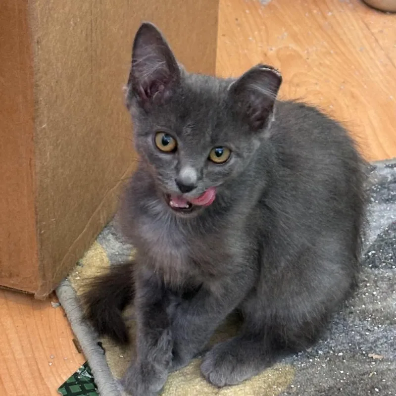 A baby small-sized male Gray / Blue / Silver Domestic Short Hair cat named Warren for adoption in Asheville, NC