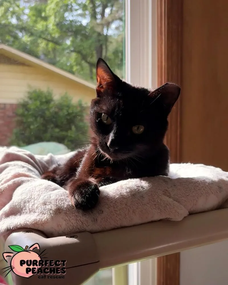 A young medium-sized male Bombay cat named Mr. Cindy for adoption in Douglasville, GA