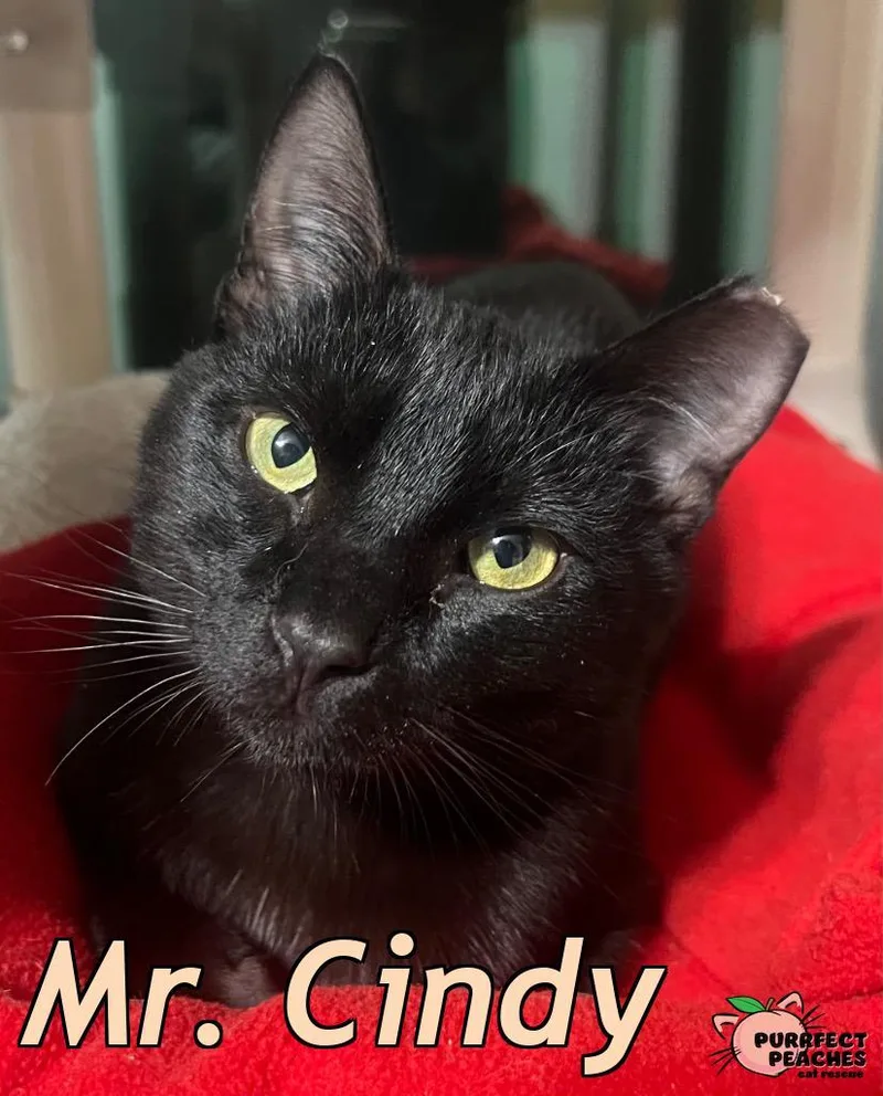 Mr. Cindy thumbnail 6