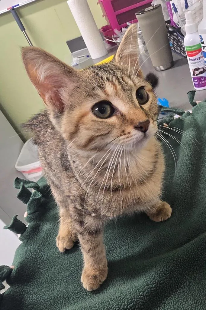 A baby medium-sized female Domestic Short Hair cat named Sparkler for adoption in Auburn, IN