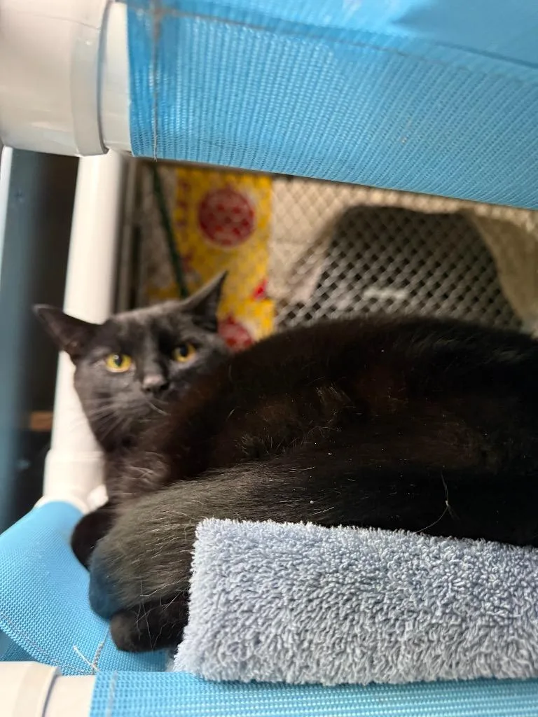 A senior medium-sized male Domestic Short Hair cat named Max for adoption in Syracuse, IN