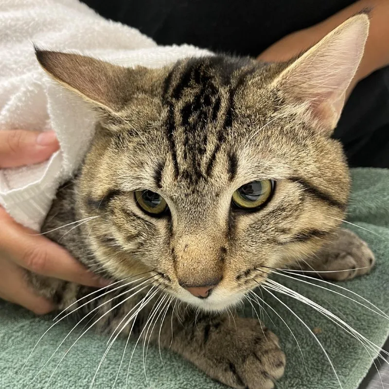 An adult large-sized male Domestic Short Hair cat named Yugi for adoption in Murray, UT