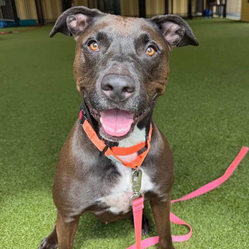 An adult large-sized male Brown / Chocolate Chocolate Labrador Retriever dog named Max for adoption in West Palm Beach, FL