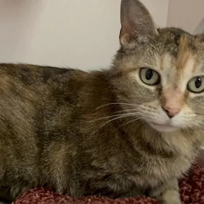 A young small-sized female Domestic Short Hair cat named Saturn for adoption in Janesville, WI