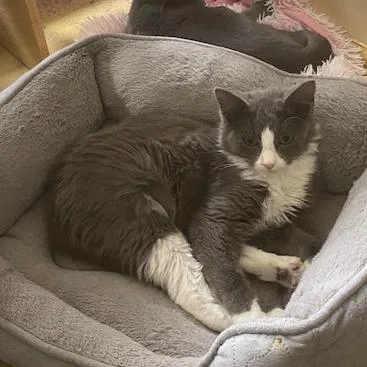 Sugar Cookie thumbnail 2