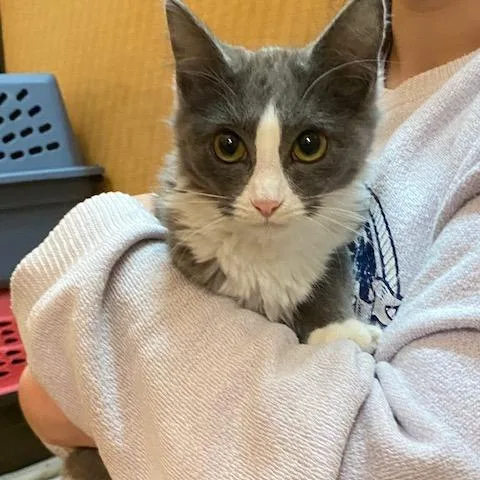 Sugar Cookie thumbnail 3