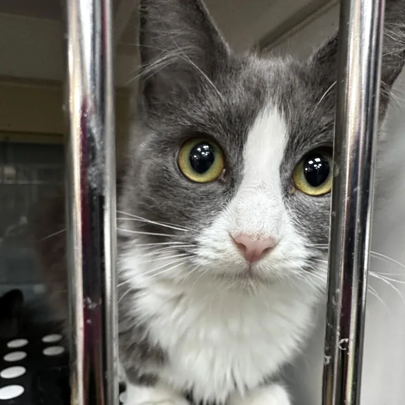 Sugar Cookie thumbnail 4