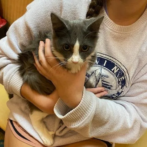 Sugar Cookie thumbnail 5