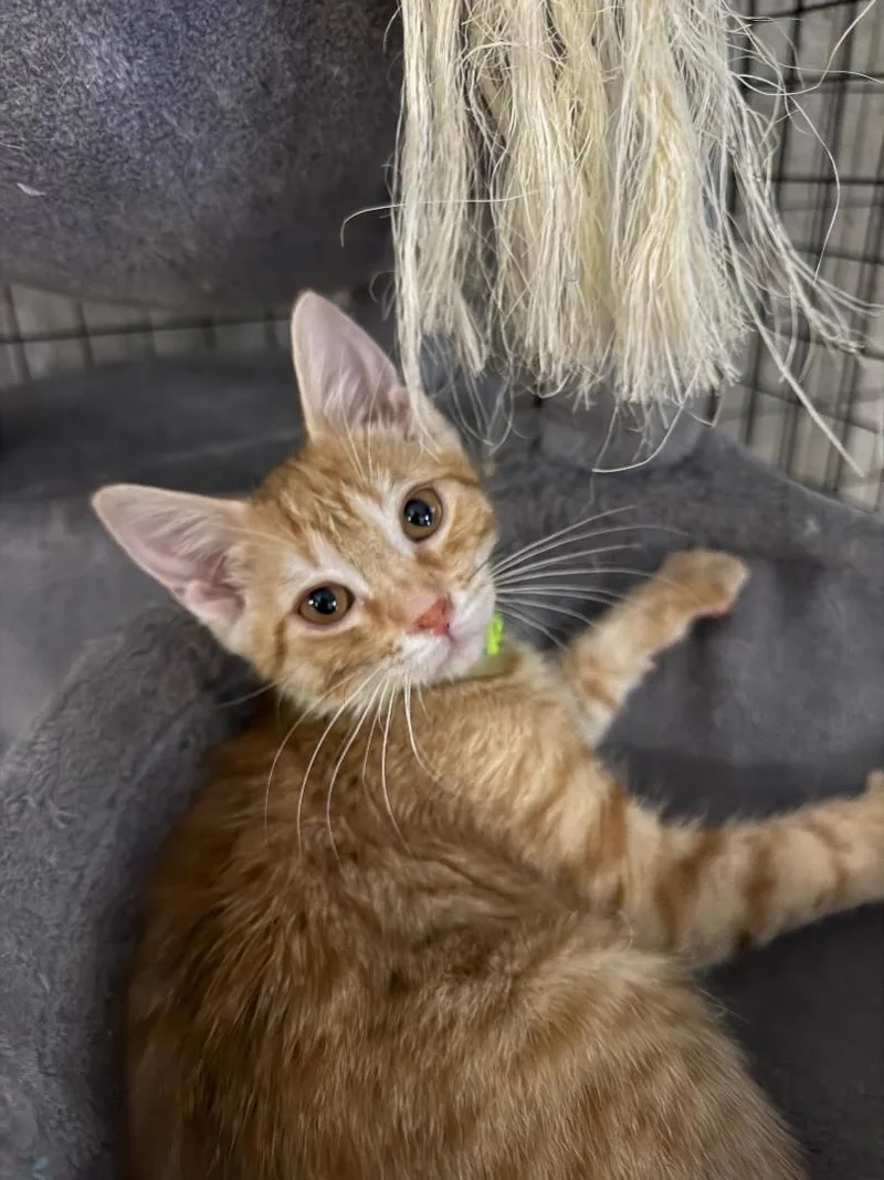 A baby medium-sized male Orange & White Domestic Short Hair cat named Benjamin for adoption in Mokena, IL