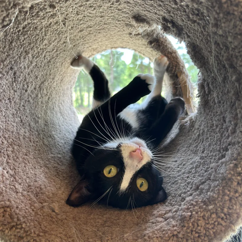 An adult medium-sized female Black & White / Tuxedo Domestic Short Hair cat named Judy Jarrell for adoption in Flint, TX