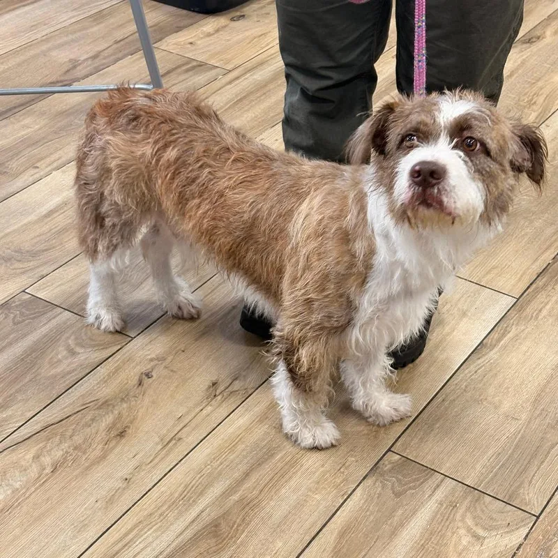 A young medium-sized male Brown / Chocolate Border Collie dog named Blue Denim for adoption in Newark, NJ