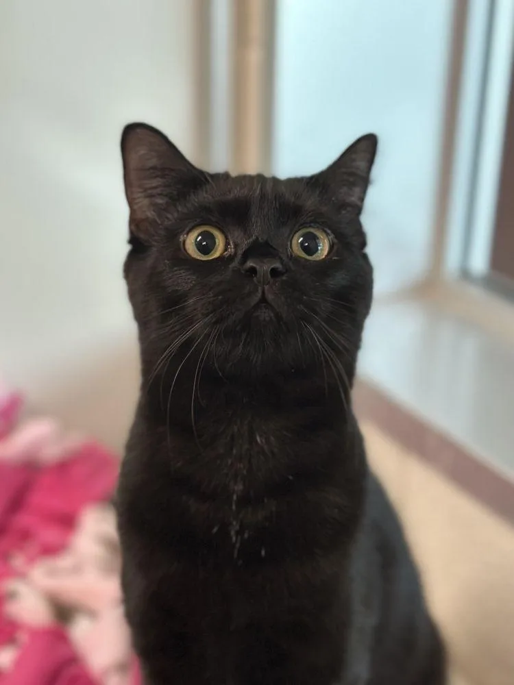 An adult small-sized female Black Domestic Short Hair cat named Peppa for adoption in Alexandria, VA