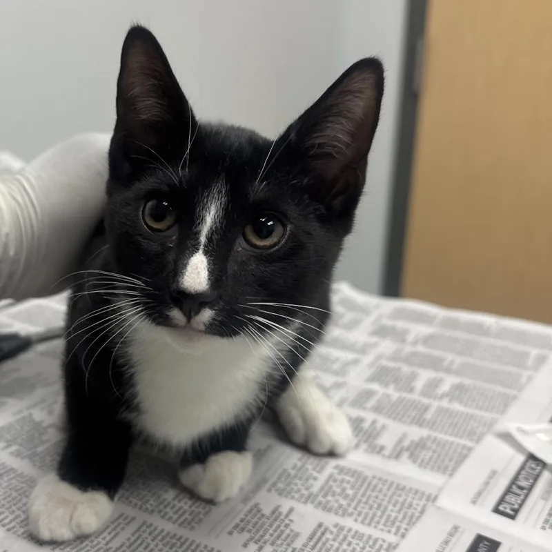A baby small-sized female Black Domestic Short Hair cat named Billie for adoption in Jacksonville, FL