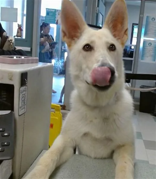 A young large-sized female German Shepherd Dog dog named A for adoption in Oklahoma City, OK