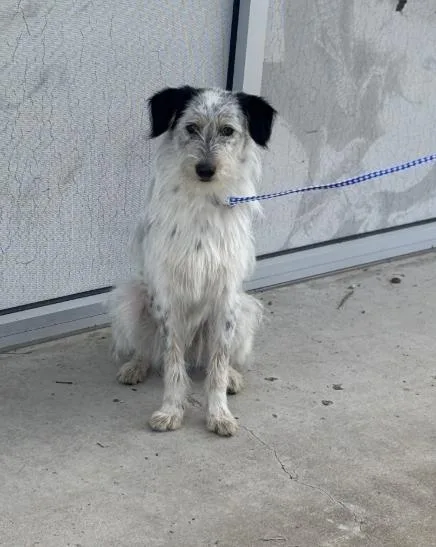 A young medium-sized male Mixed Breed dog named Spot for adoption in Dallas, TX