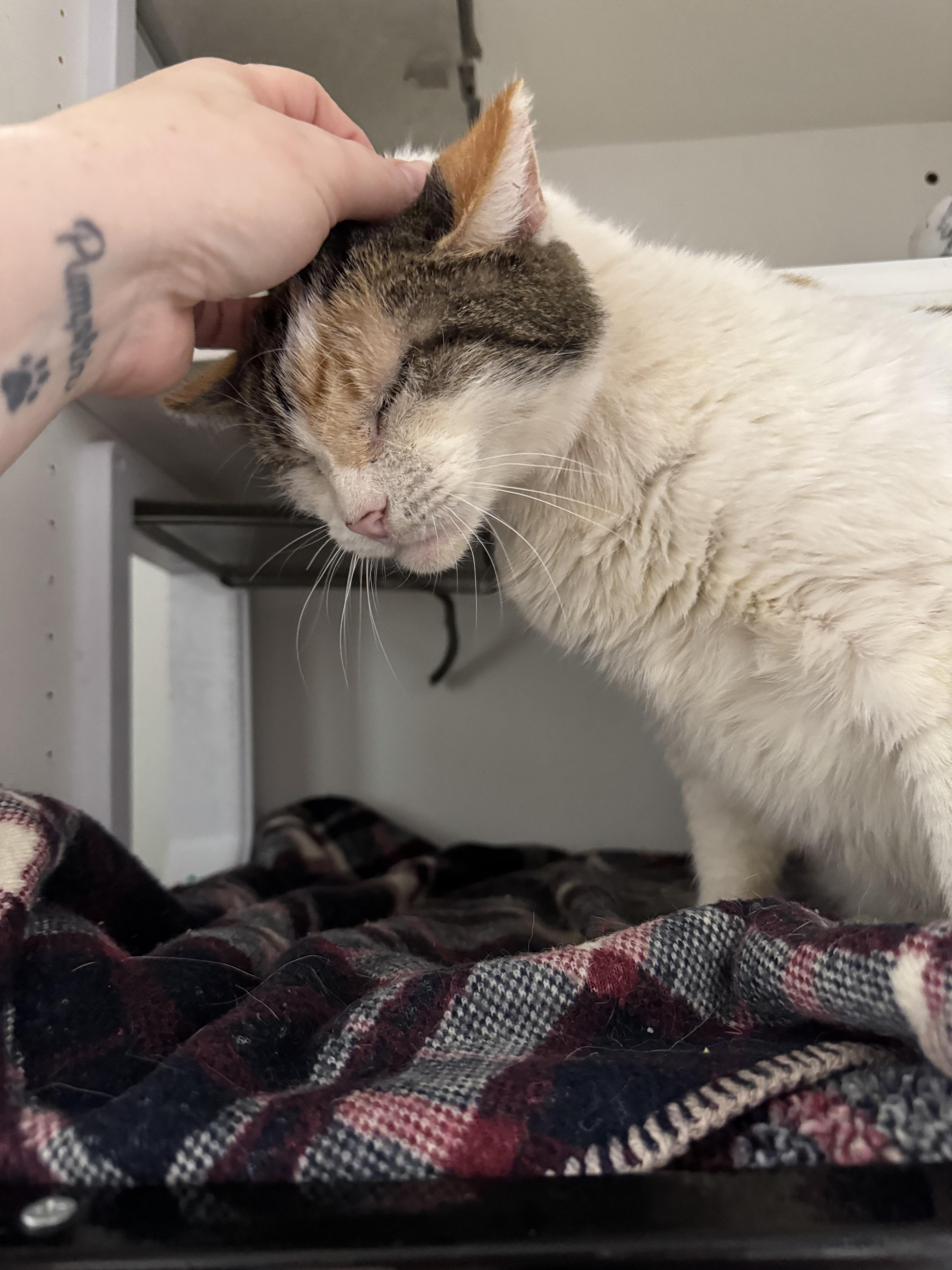A senior medium-sized female Calico Domestic Short Hair cat named Callie for adoption in Levittown, PA