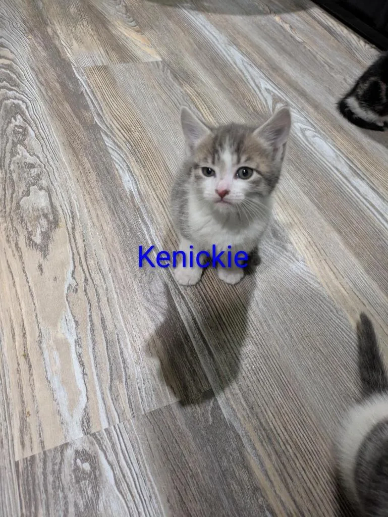 A baby medium-sized male Domestic Short Hair cat named Kenickie Murdoch for adoption in Parkville, MD