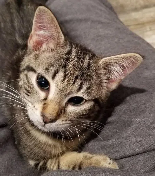 A baby small-sized female Tabby (Gray / Blue / Silver) Tabby cat named Chirps for adoption in Montour Falls, NY