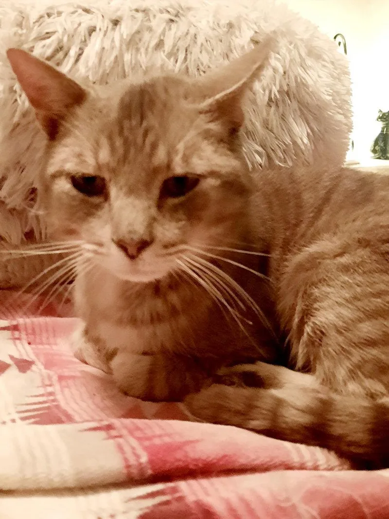 An adult medium-sized male Domestic Short Hair cat named Church for adoption in Cary, NC