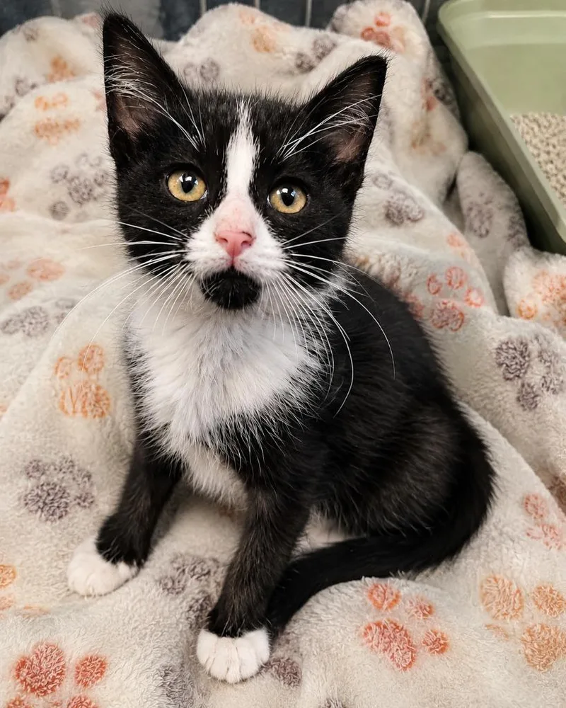 A baby medium-sized male Domestic Short Hair cat named Bandit for adoption in Warren, MI