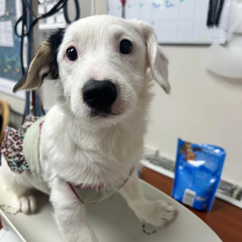 A baby small-sized female White / Cream Mixed Breed dog named Leia for adoption in Uniontown, PA