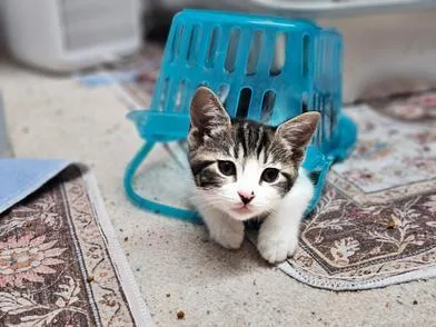 A baby medium-sized female Black Domestic Short Hair cat named Calypso for adoption in Liverpool, TX