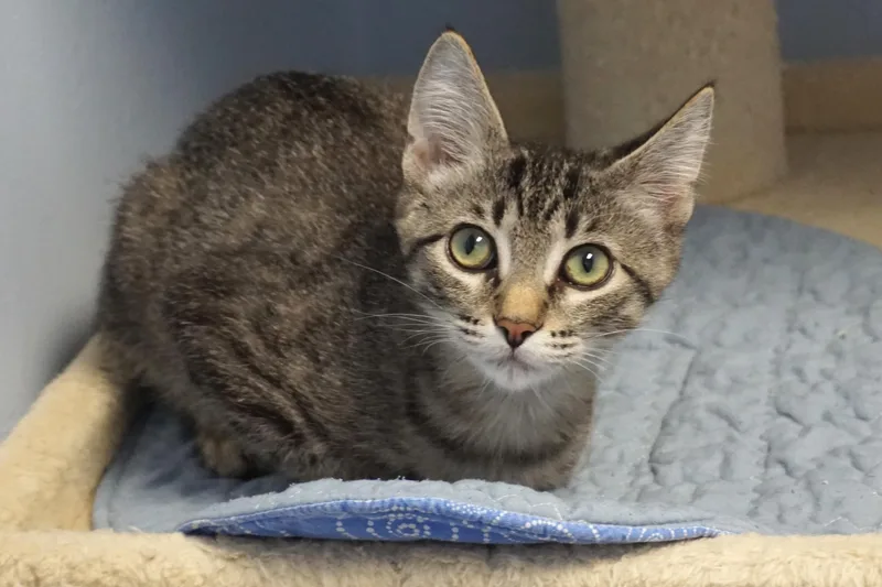 A baby small-sized male Domestic Short Hair cat named Ness for adoption in Fountain Hills, AZ