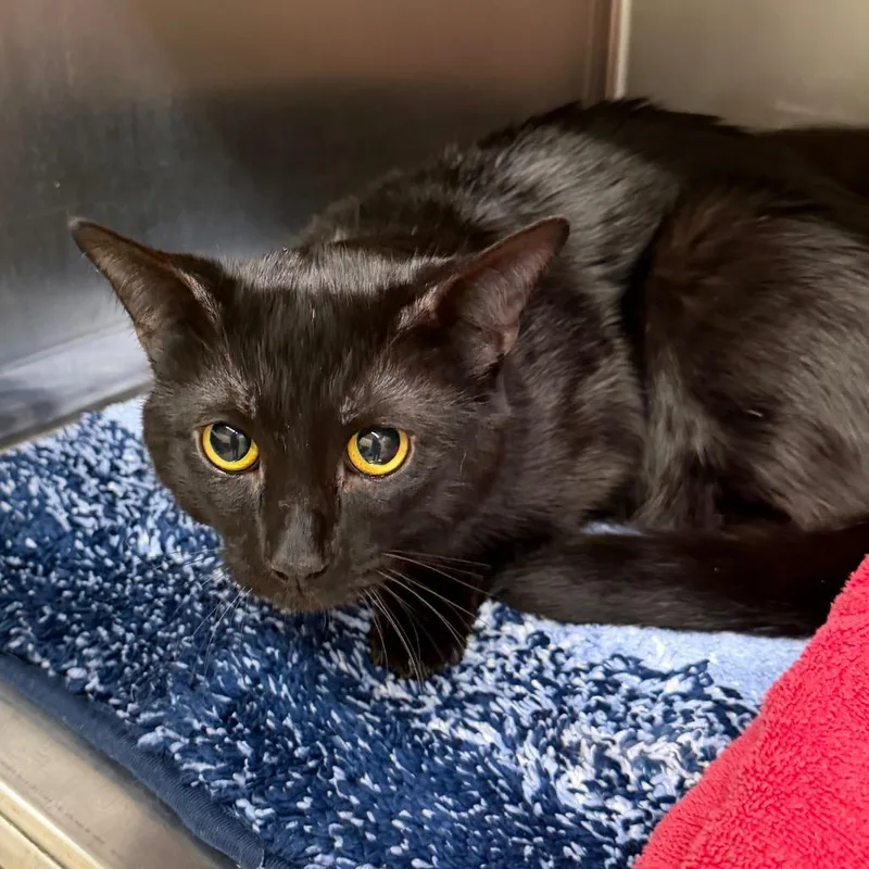 A young medium-sized male Black Domestic Short Hair cat named Boo for adoption in Middleburg Heights , OH